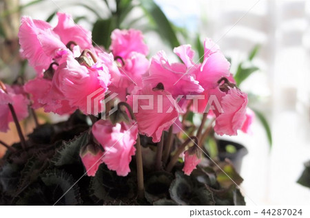 Pink beautiful flower Pink beautiful flower 44287024