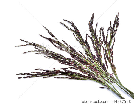 Rice berry isolated on white background 44287568