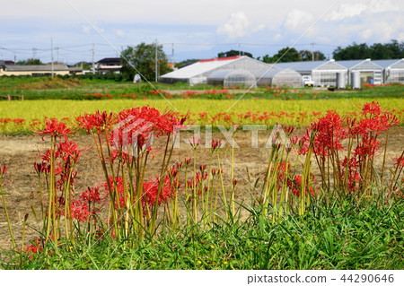 Cluster of clusters of cluster amaryllises of Honshu 75 water river in September 44290646