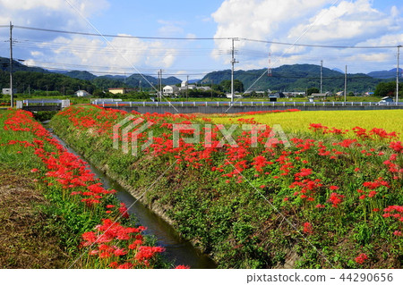Cluster of clusters of cluster amaryllises of the 70 Honshu 70 water river in September Cluster of clusters of cluster amaryllises of the 70 Honshu 70 water river in September 44290656