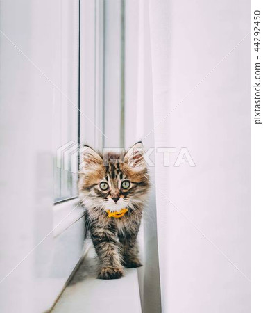 kitty walks on the balcony. 44292450