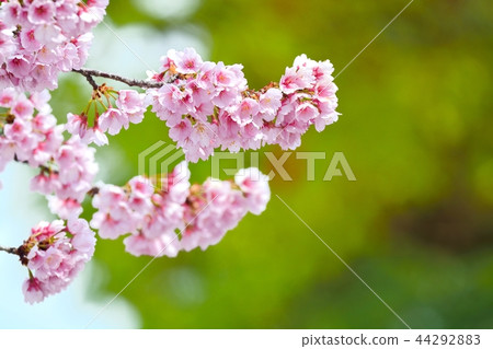 Anzai cold cherry tree Anzai cold cherry tree 44292883