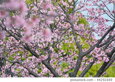 Anzai cold cherry tree 44292889