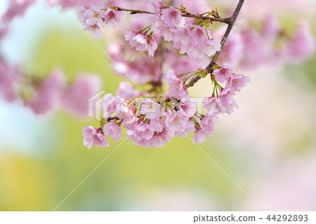 Anzai cold cherry tree 44292893