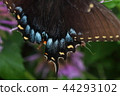 黑色Swallowtail蝴蝶的特寫鏡頭 44293102