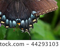 黑色Swallowtail蝴蝶的特寫鏡頭 44293103
