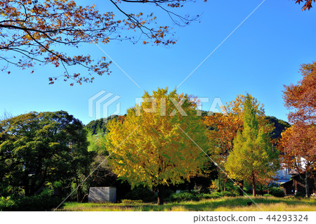 Yellow leaf of Oike Park 44293324