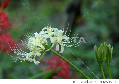 Cluster amaryllis of Kamakura Eisho-ji 44294018
