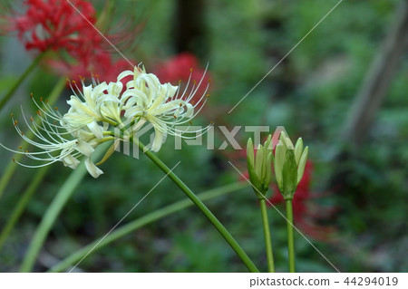 Cluster amaryllis of Kamakura Eisho-ji 44294019