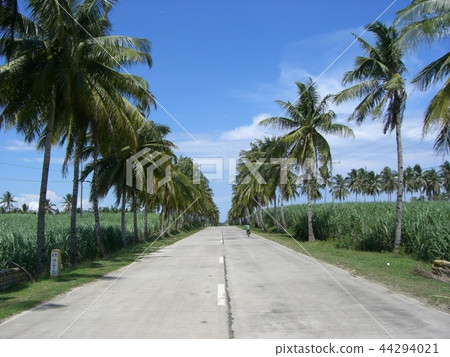 Palm trees of Negros Island Philippines 44294021