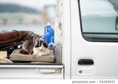 A cat that got on a light tiger 44294042