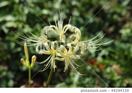 Cluster amaryllis of Kamakura Eisho-ji 44294130