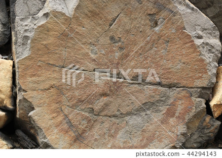 粗糙的皮膚 44294143