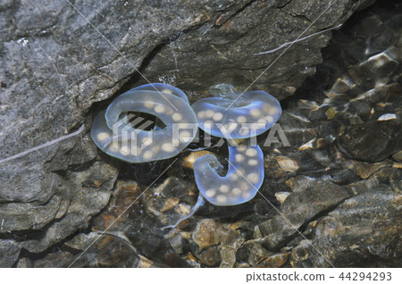 兩對藍色發光的飛ida sal卵囊 兩對藍色發光的飛ida sal卵囊 44294293