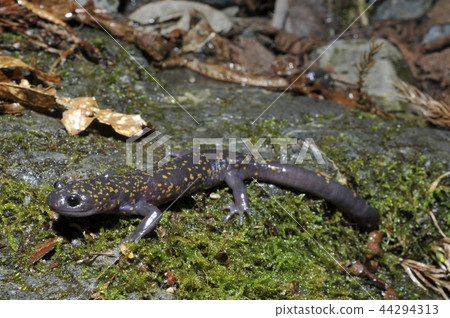 Japanese oyster mushroom 44294313