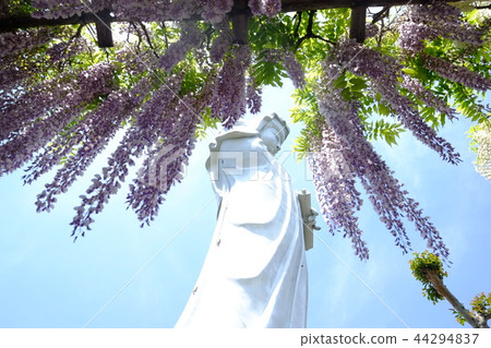 Takasaki white coat Okannon and wisteria 44294837