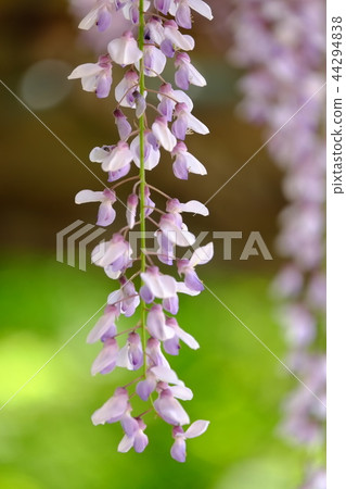 Wisteria Wisteria 44294838