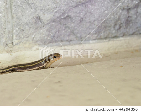 蜥蜴的上半部分 蜥蜴的上半部分 44294856