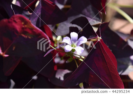 Oxalis · Regnellie Oxalis · Regnellie 44295234