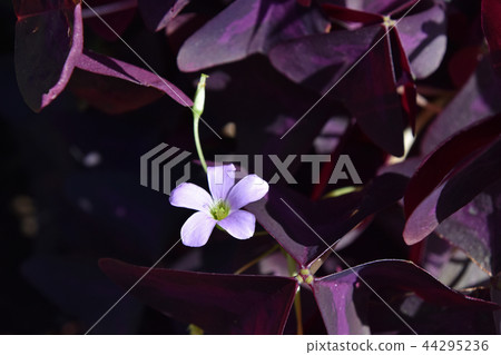 Oxalis · Regnellie 44295236
