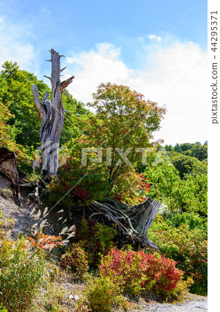 Kawahara Hare Hell Akita Kawahara Hare Hell Akita 44295371