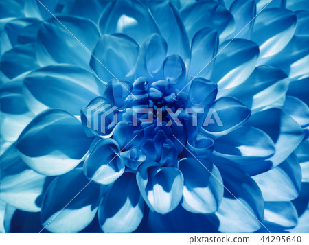 Macro flower blue dahlia.Background.Closeup. Macro flower blue dahlia.Background.Closeup. 44295640