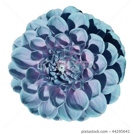 Turquoise dahlia flower,white isolated background Turquoise dahlia flower,white isolated background 44295641