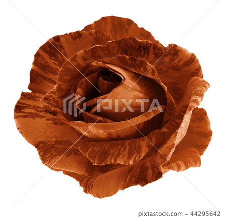 orange rose.Flower,white isolated background orange rose.Flower,white isolated background 44295642