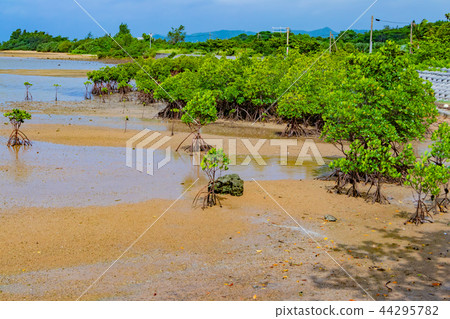 Okinawa Ishigakijima Mangrove 44295782