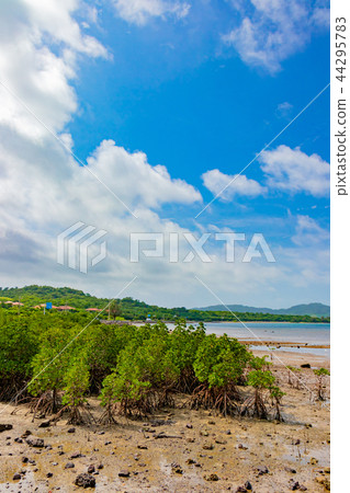 Okinawa Ishigakijima Mangrove Okinawa Ishigakijima Mangrove 44295783