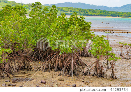 Okinawa Ishigakijima Mangrove Okinawa Ishigakijima Mangrove 44295784