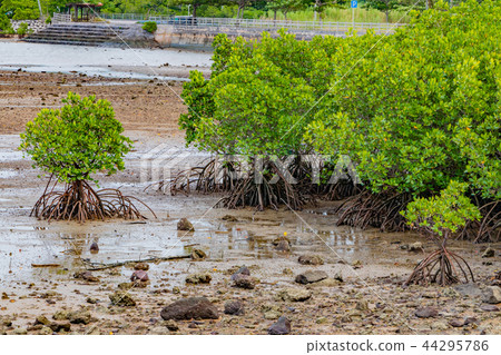 Okinawa Ishigakijima Mangrove Okinawa Ishigakijima Mangrove 44295786
