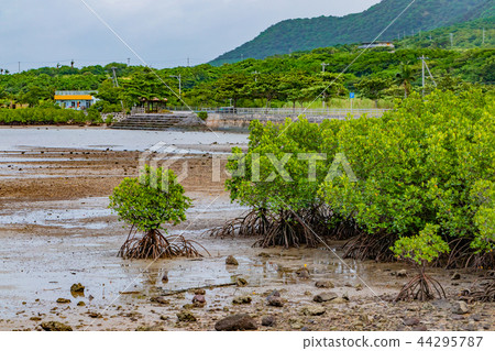 沖繩石垣島紅樹林 44295787