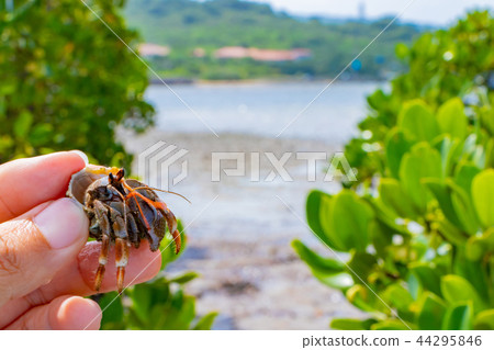 Okinawa Ishigakijima mangrove and hermit crab southern country image 44295846