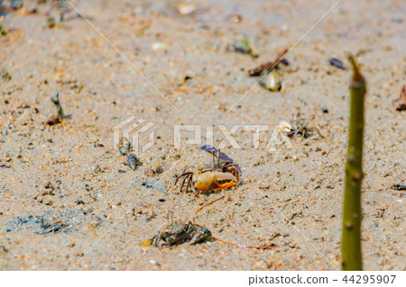 沖繩石垣島紅樹林海灘和招潮蟹 44295907