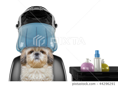 Shitzu dog sitting under the drying hood in salon -- isolated on white Shitzu dog sitting under the drying hood in salon -- isolated on white 44296291