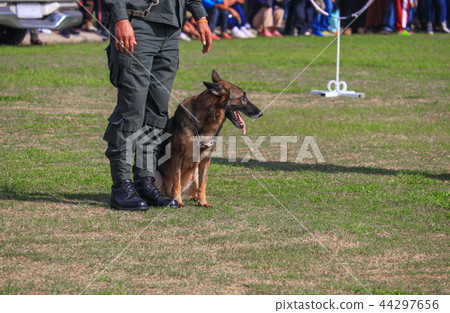 dog sit in being trained safety by soldier dog sit in being trained safety by soldier 44297656