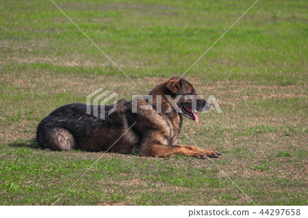 dog squat in being trained safety by soldier dog squat in being trained safety by soldier 44297658