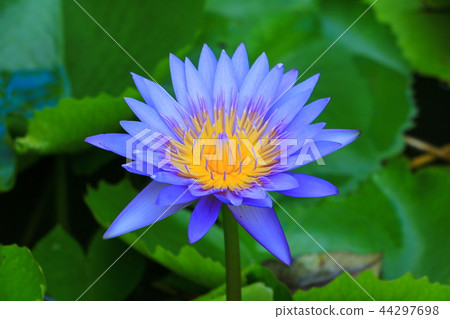 lotus flower or water lily purple  44297698