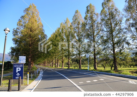 Metasequoia tree lined tree [Takashima City Shiga Prefecture Makino Town] 44297906