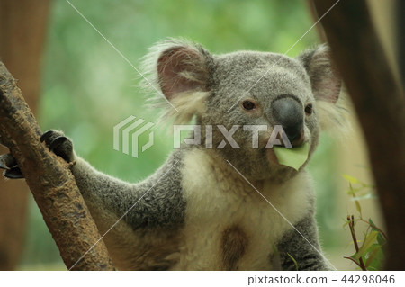 Koala and Eucalyptus 44298046