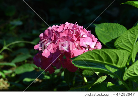 Photo taken of hydrangea flower buds of hydrangea with many reddish purple decorative flowers 44298047