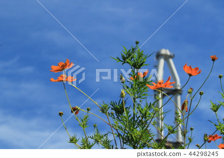 Kurihama flower country's cosmos Kurihama flower country's cosmos 44298245