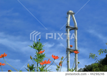 Kurihama flower country's cosmos 44298246