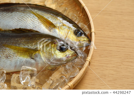 Two freshly fished fish, Isaki Two freshly fished fish, Isaki 44298247