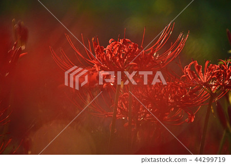 Cluster amaryllis Cluster amaryllis 44299719