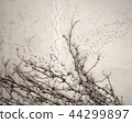 dry loach on white wall 44299897
