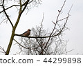 small bird on tree branch 44299898