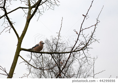 small bird on tree branch small bird on tree branch 44299898