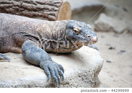 monitor lizard monitor lizard 44299899
